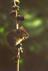 vole